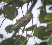 Image of Fringilla Linnaeus 1758