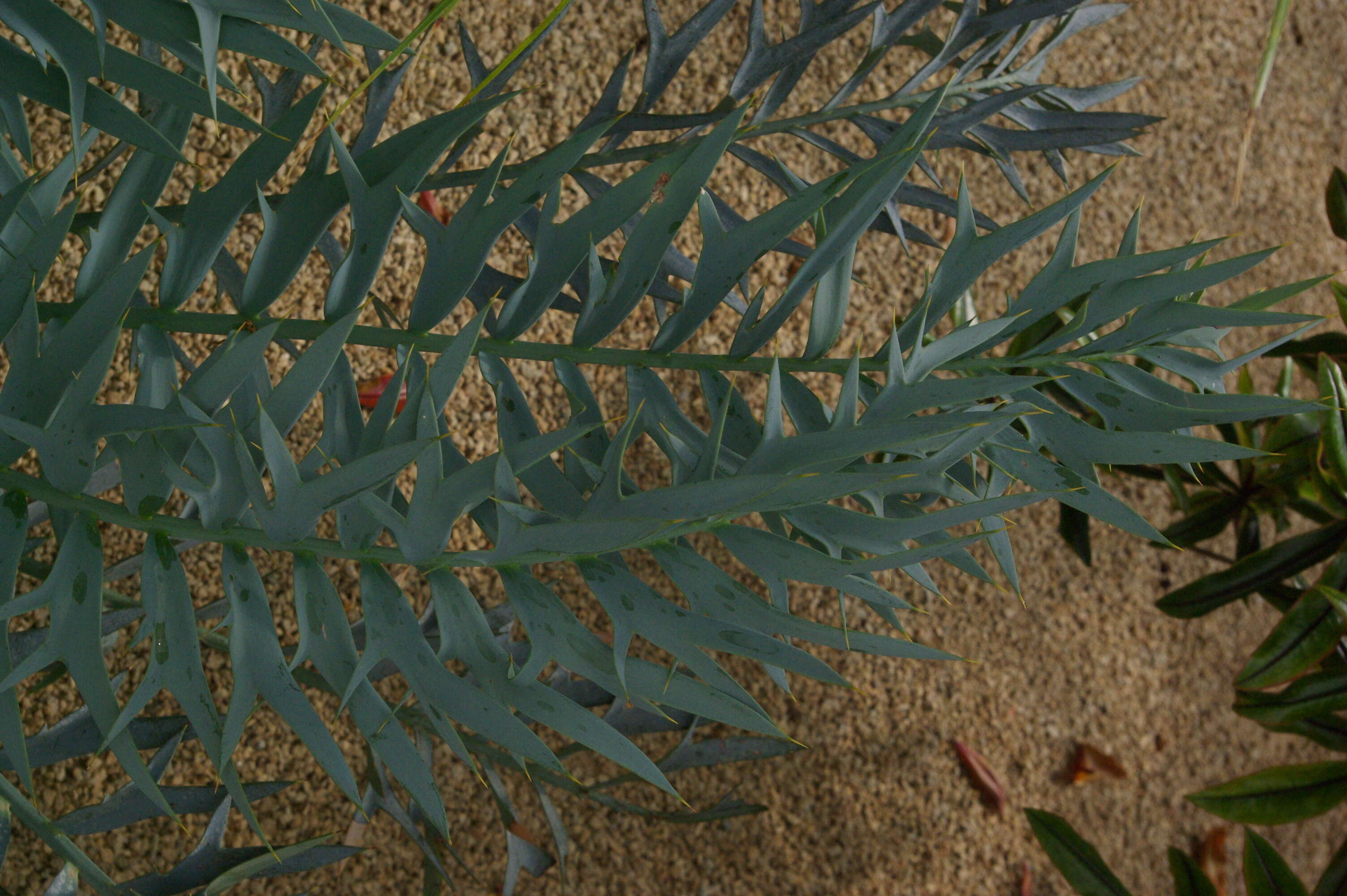 Слика од Encephalartos ferox G. Bertol