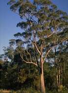 Image of red bloodwood