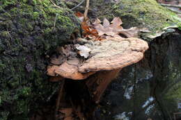 Image of Ganoderma applanatum