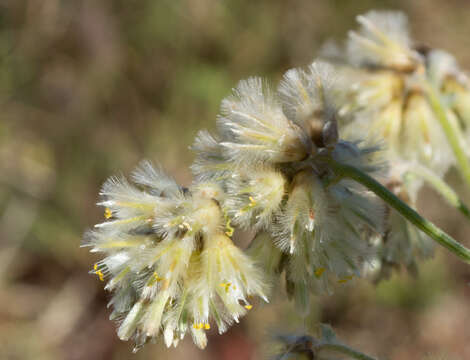 Image of Ptilotus auriculifolius (Moq.) F. Müll.