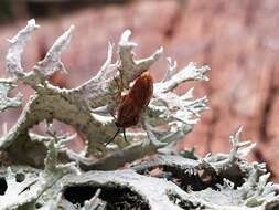 Image of farinose cartilage lichen