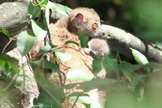 Lepilemur sahamalaza Andriaholinirina, Fausser, Roos, Zinner, Thalmann, Rabarivola & Ravaoarimanana et al. 2017的圖片