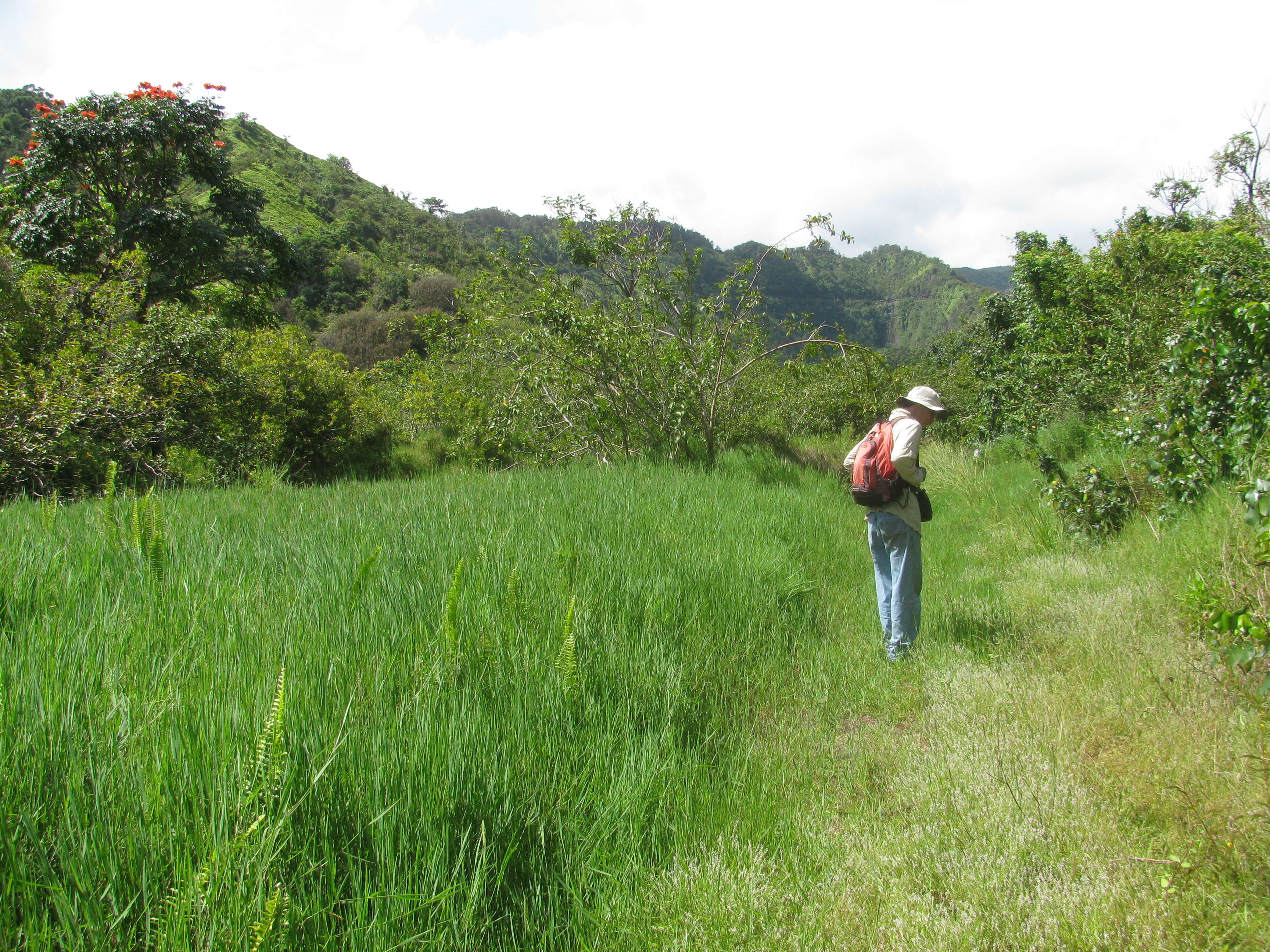 Imagem de Digitaria abyssinica (Hochst. ex A. Rich.) Stapf