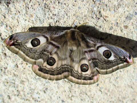 Image of Saturnia subgen. Eudia Jordan 1911