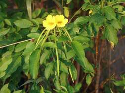 Image of Yellow bells