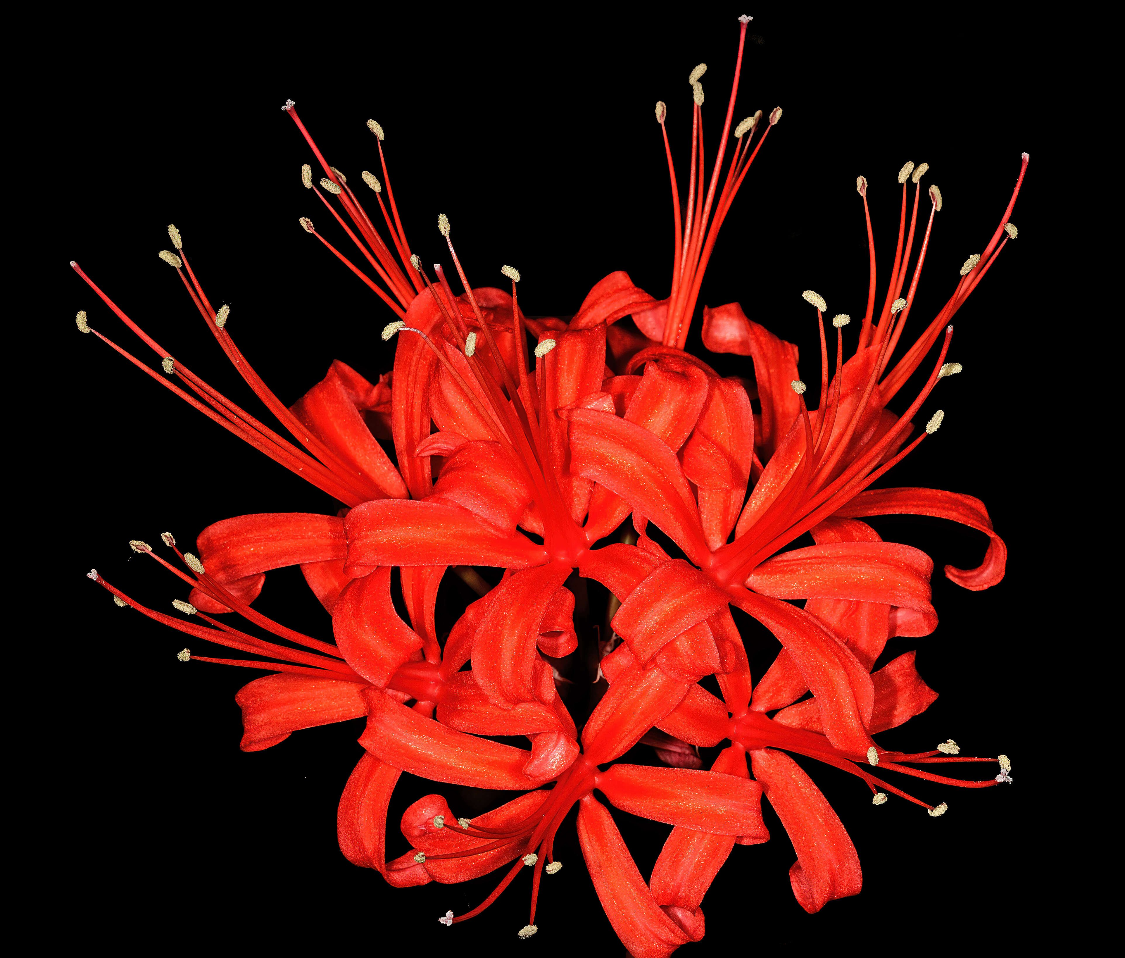 Image of Nerine sarniensis (L.) Herb.