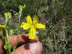 Image of Goodenia pinnatifida Schltdl.