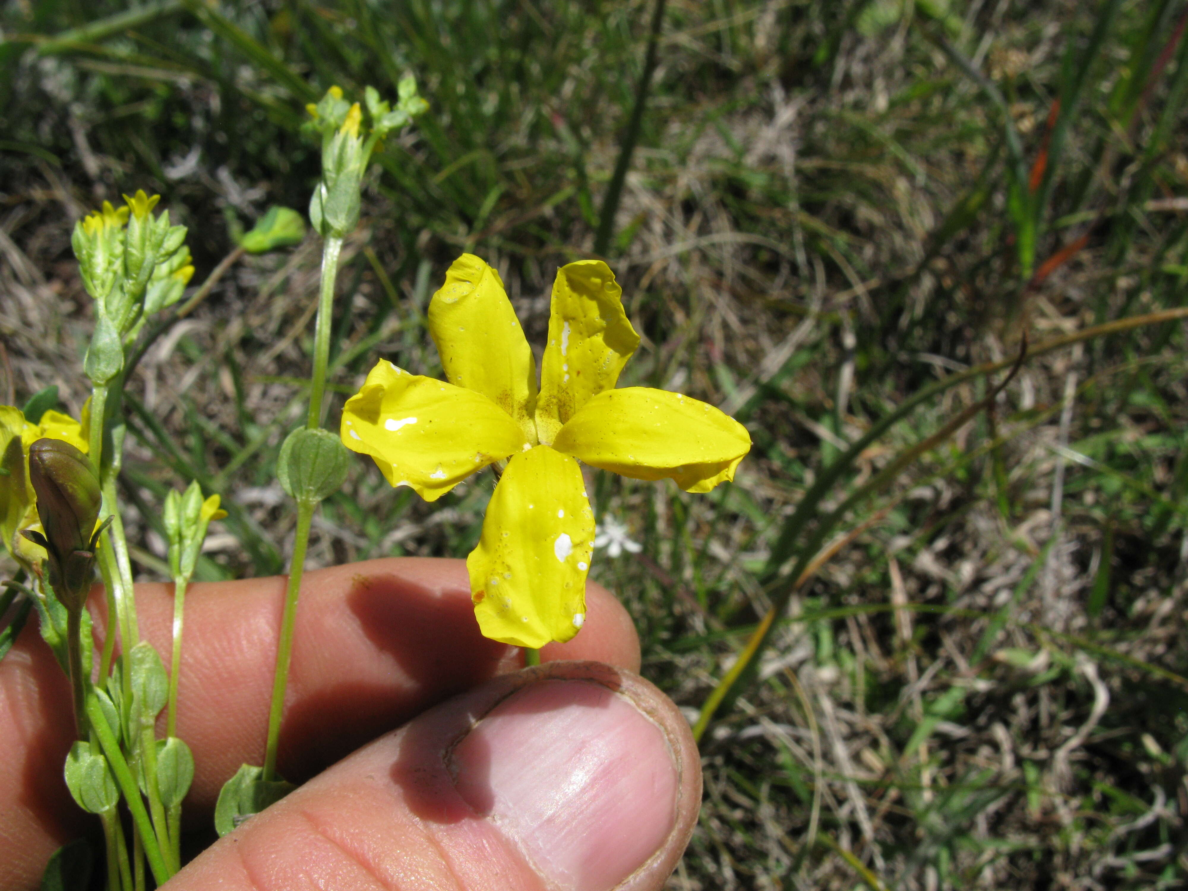 Image of Goodenia pinnatifida Schltdl.