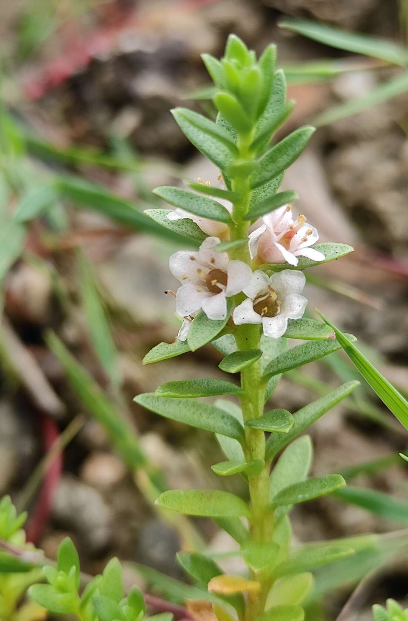 Image of black saltwort