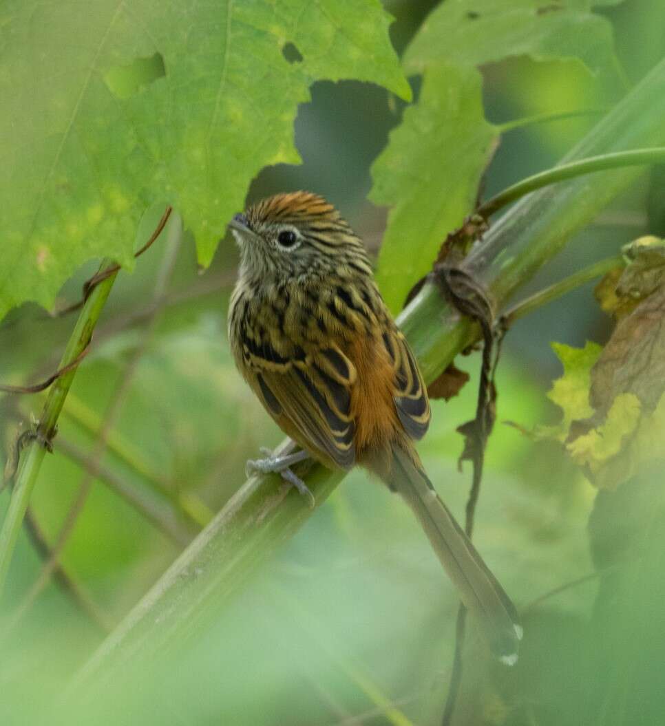 Image of Santa Marta Antbird