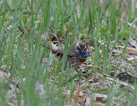 Image of Bluethroat