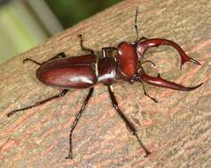 Lucanus elaphus Fabricius 1775的圖片