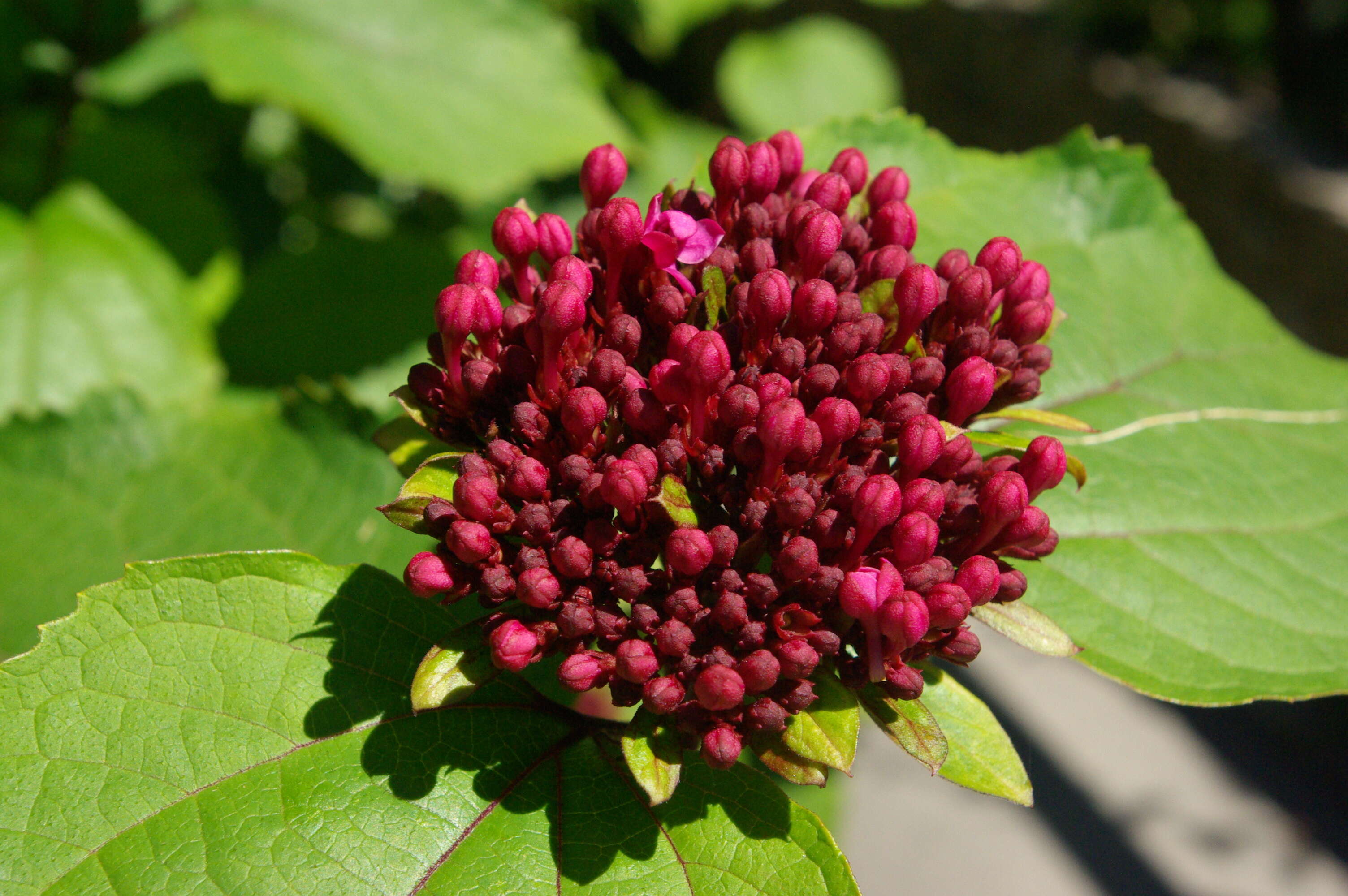 صورة Spiraea prunifolia Sieb. & Zucc.