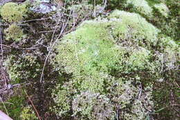 Image of leucobryum moss