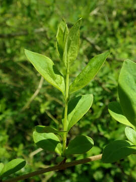 Image of white forsythia