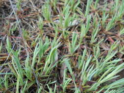 Image of Dianthus graniticus Jordan