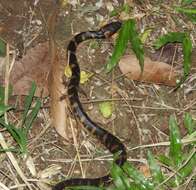 Image of Masked Water Snake