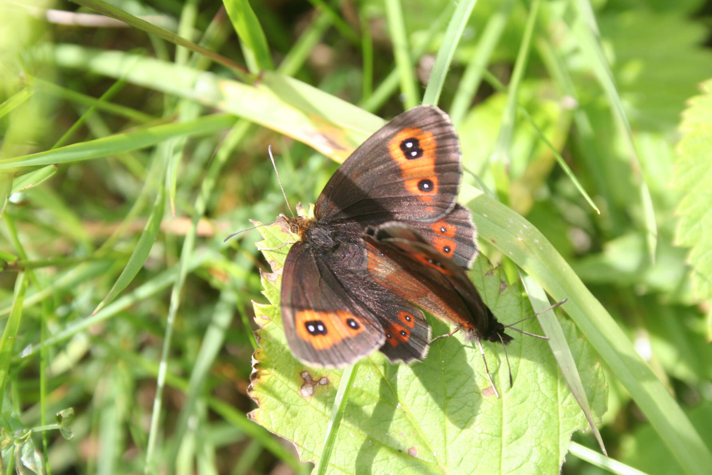 Image of scotch argus