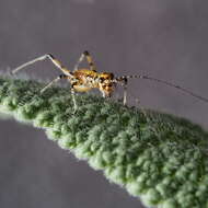 Image of Mediterranean Katydid