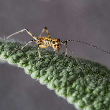 Image of Mediterranean Katydid