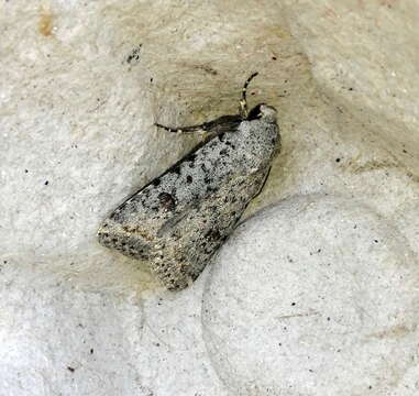 Image of Speckled Rustic