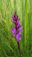 Image of Narrow-leaved marsh-orchid