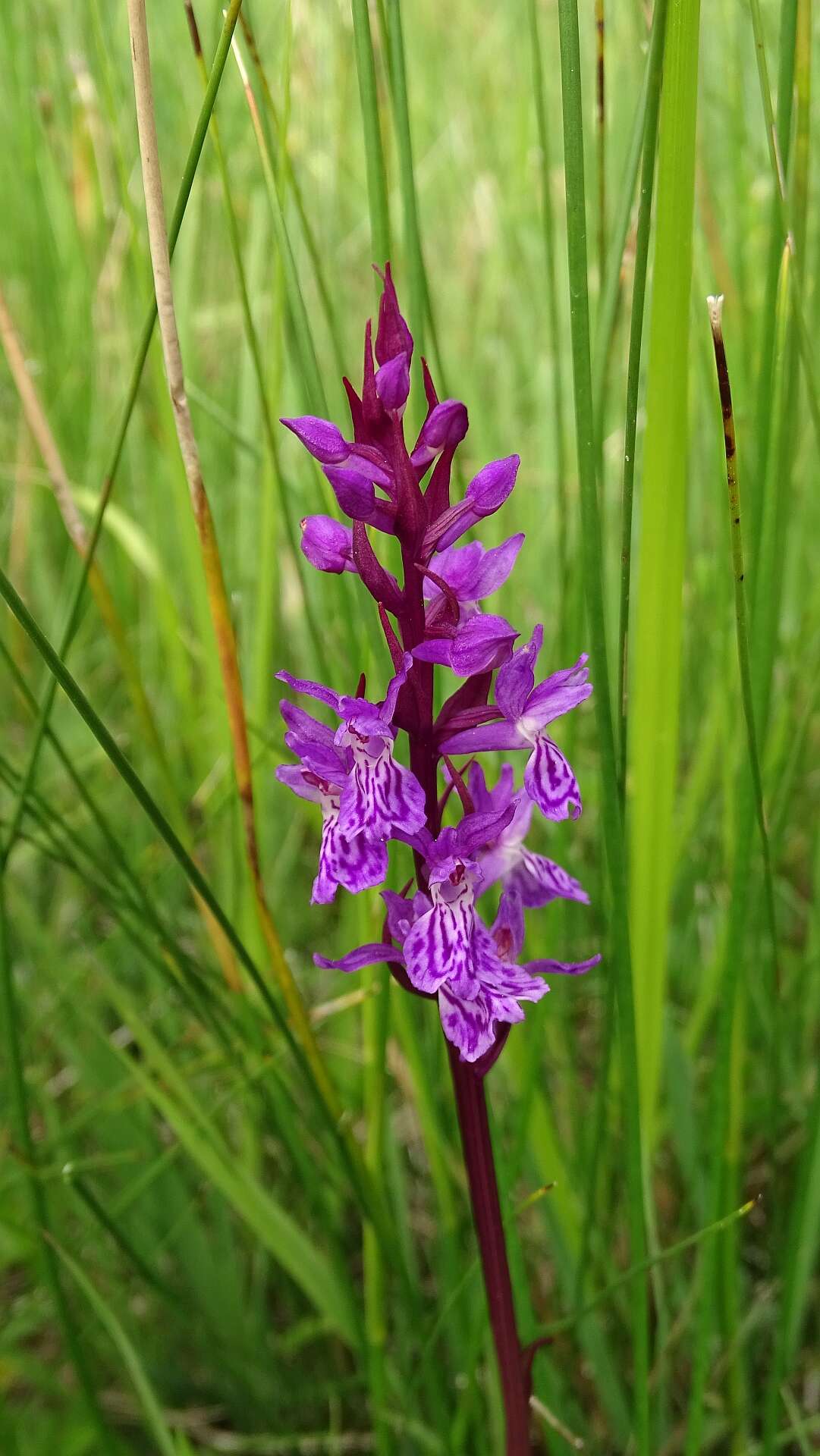 Image of Narrow-leaved marsh-orchid