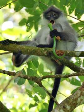 Image of Pale-thighed Langur