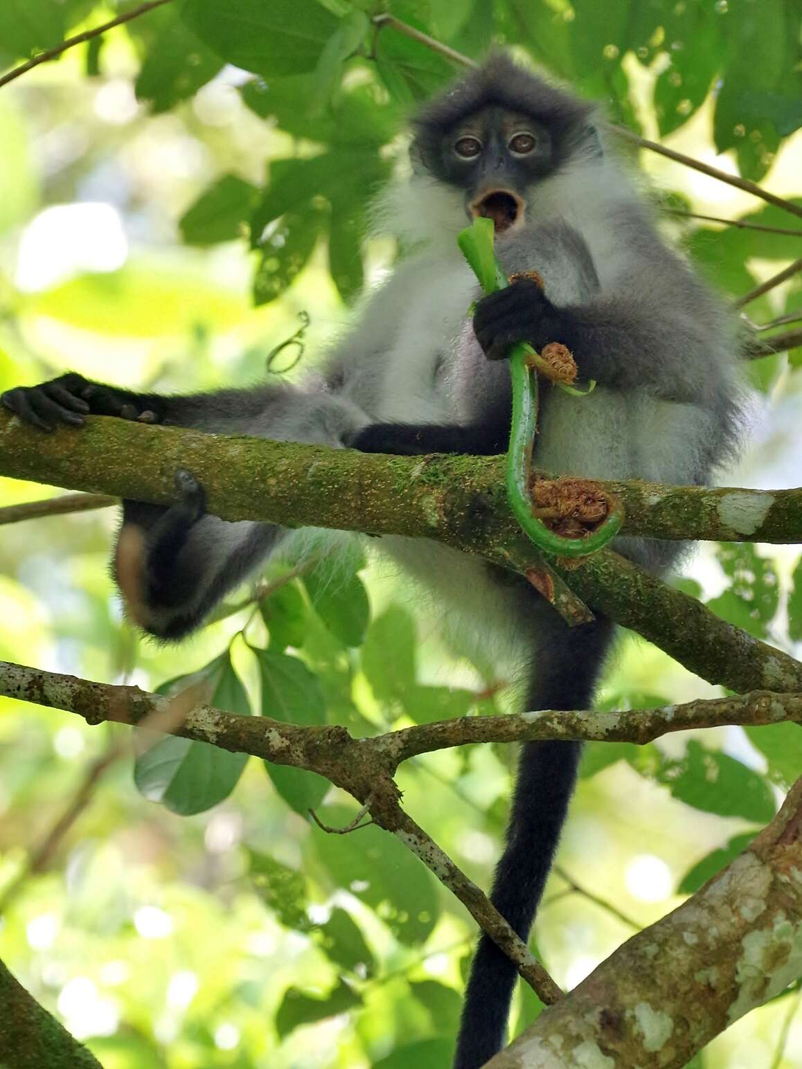 Image of Pale-thighed Langur