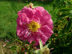 Image of Woods' rose