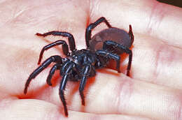 Image of Black tunnelweb