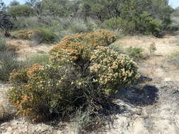 Sivun Melaleuca dichroma Craven & Lepschi kuva