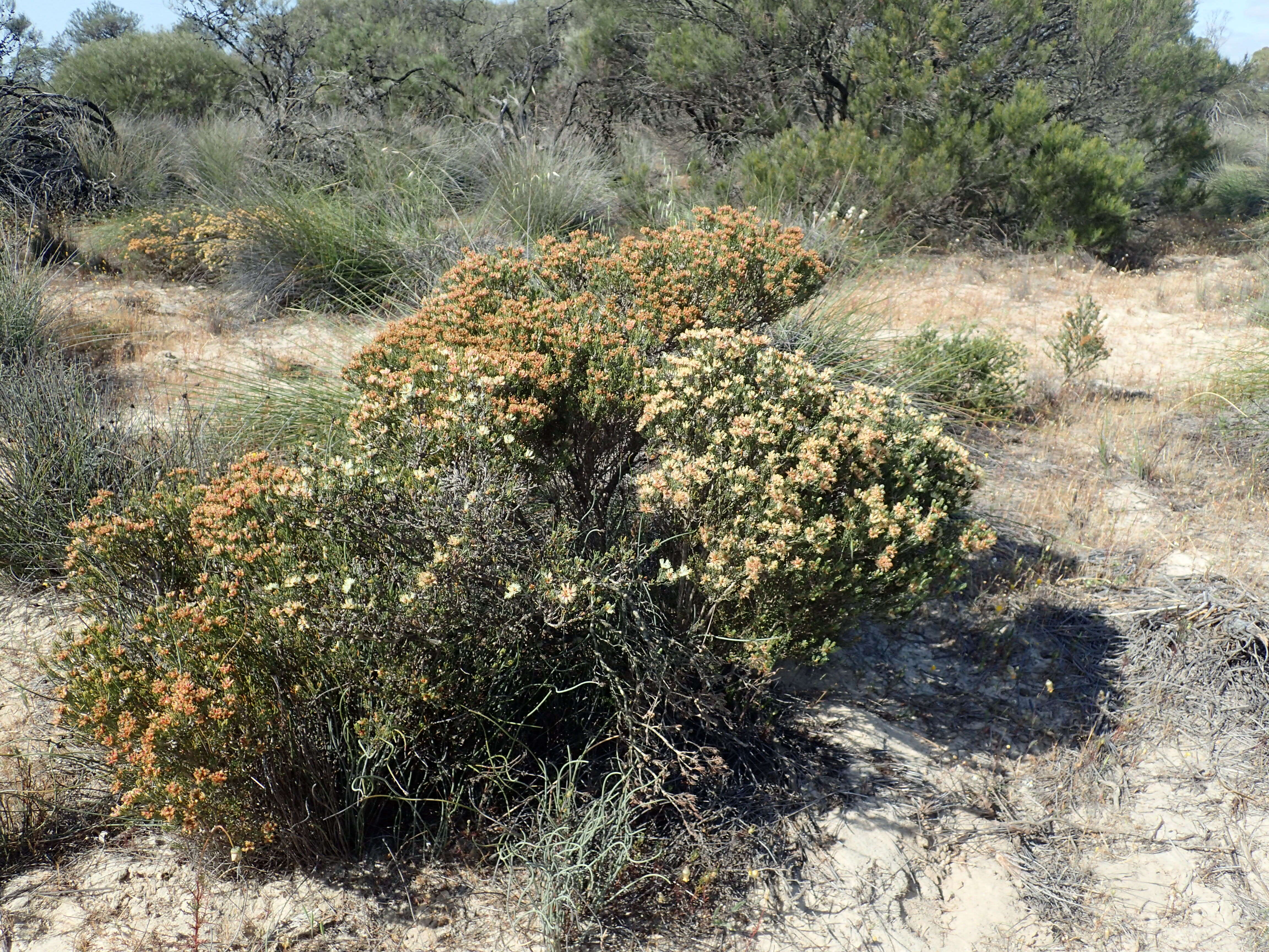 صورة Melaleuca dichroma Craven & Lepschi