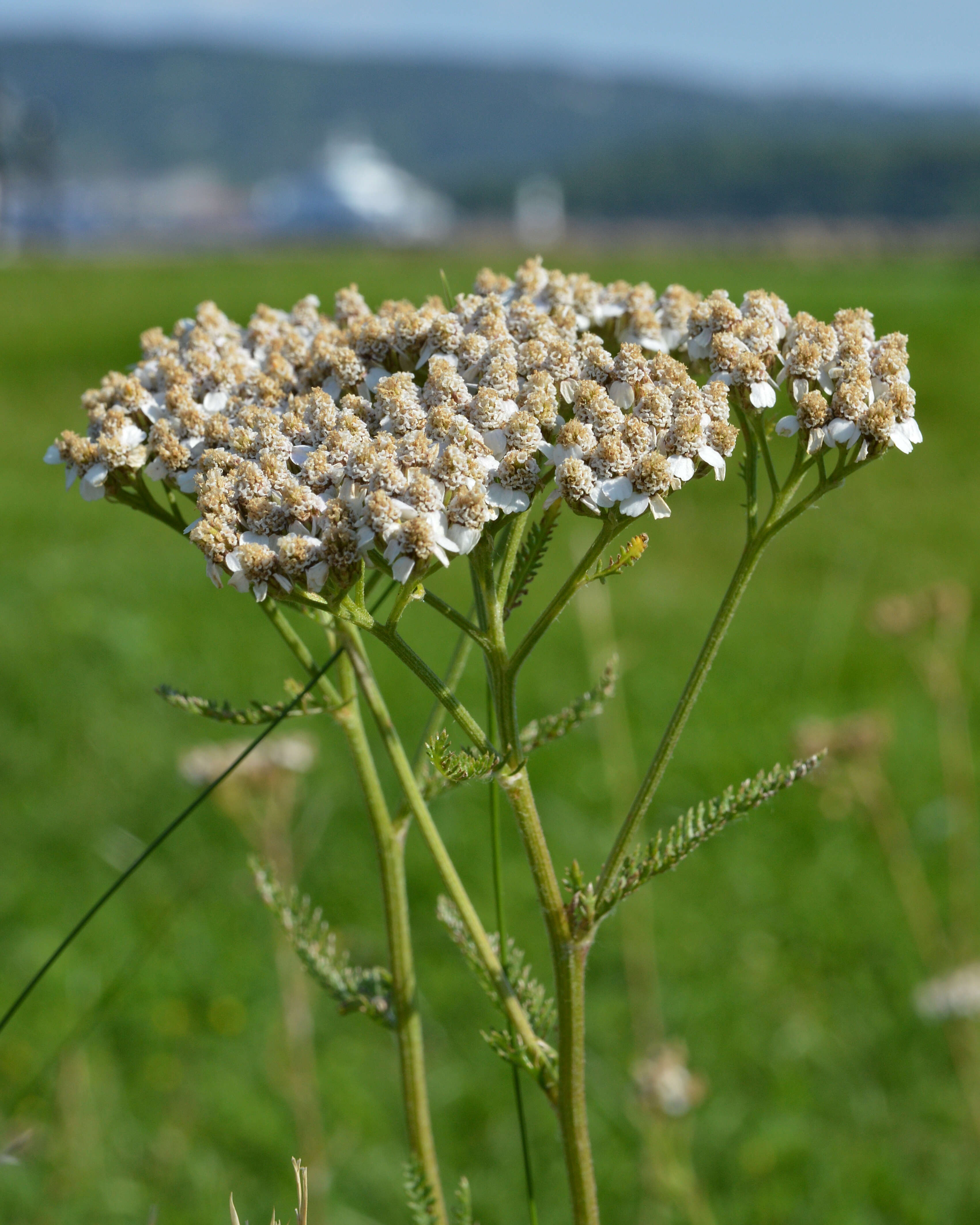 Image of yarrow, milfoil