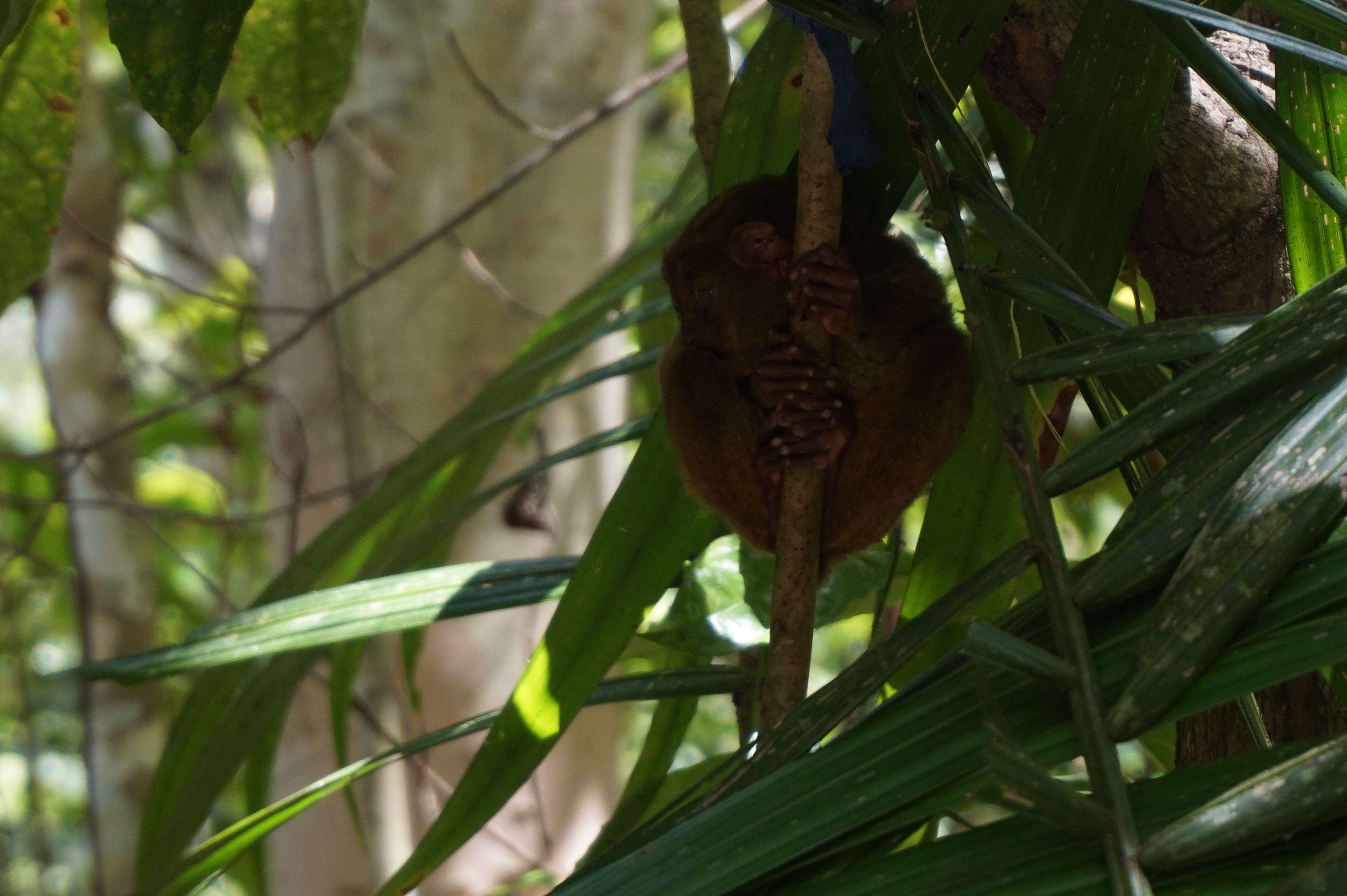 Image of Philippine tarsier