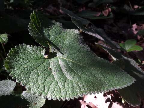 Image of tuberous Jerusalem sage