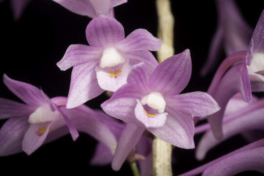 Imagem de Dendrobium hasseltii (Blume) Lindl.