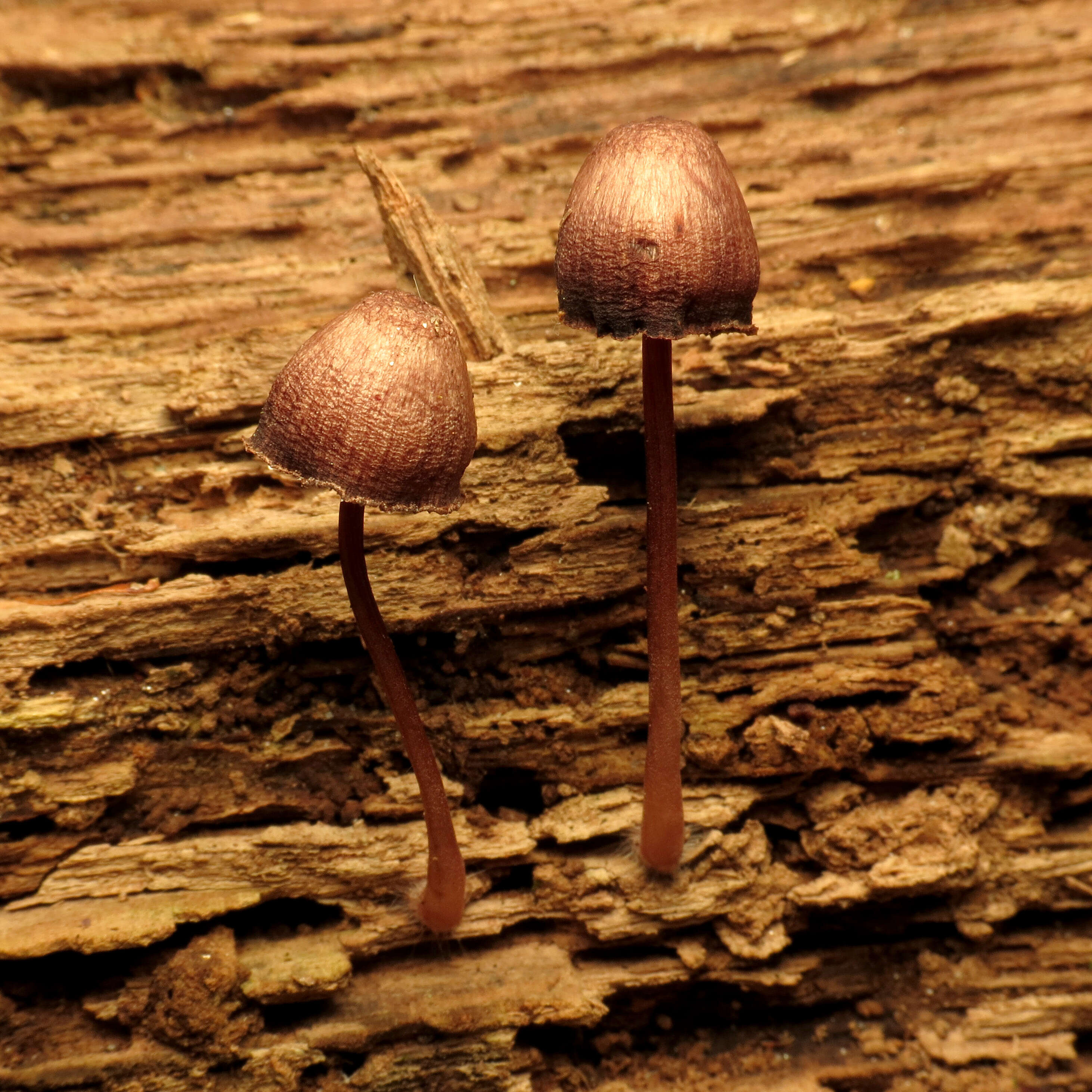 Image of bleeding fairy helmet