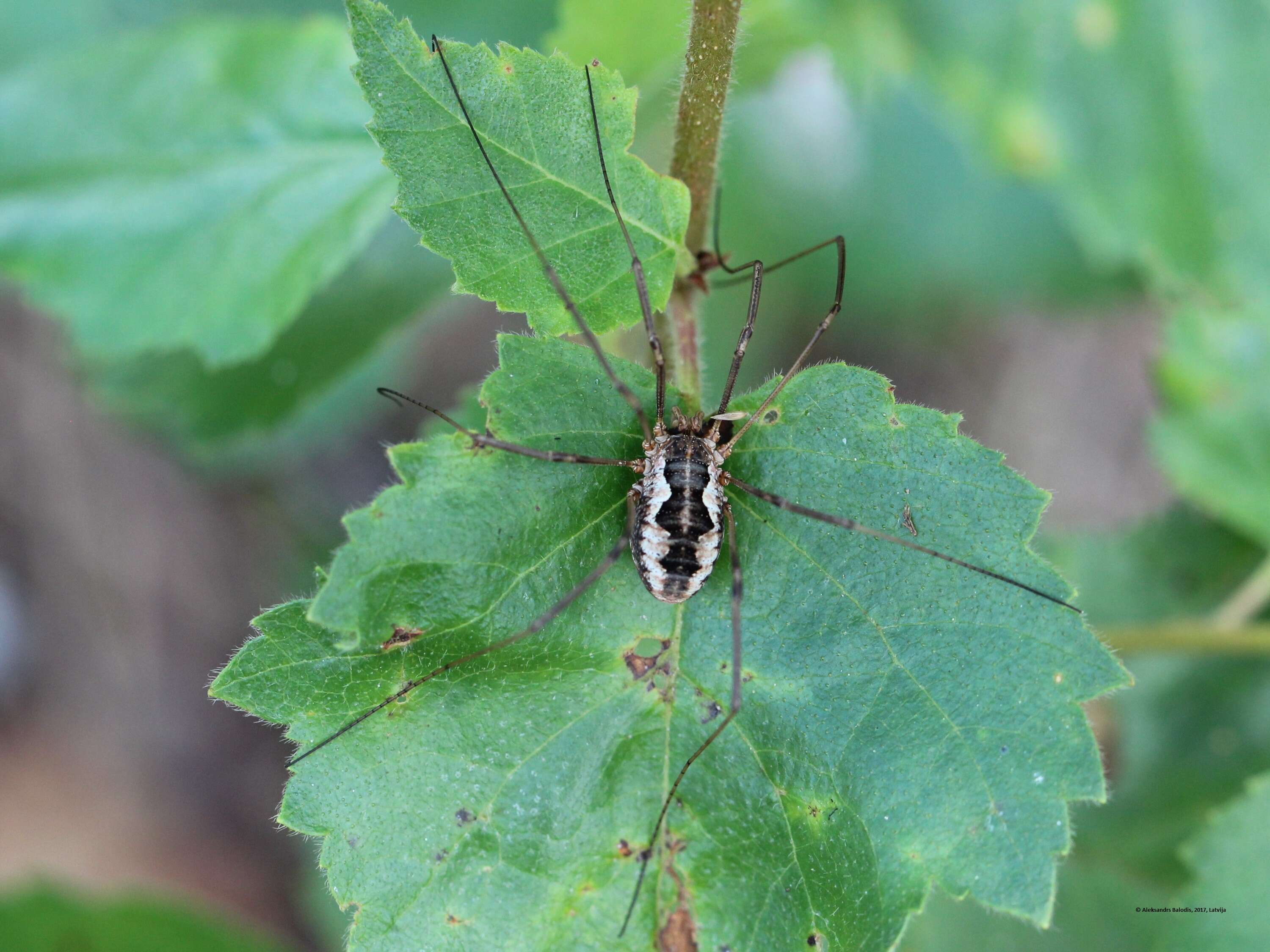 Image of Daddy longleg