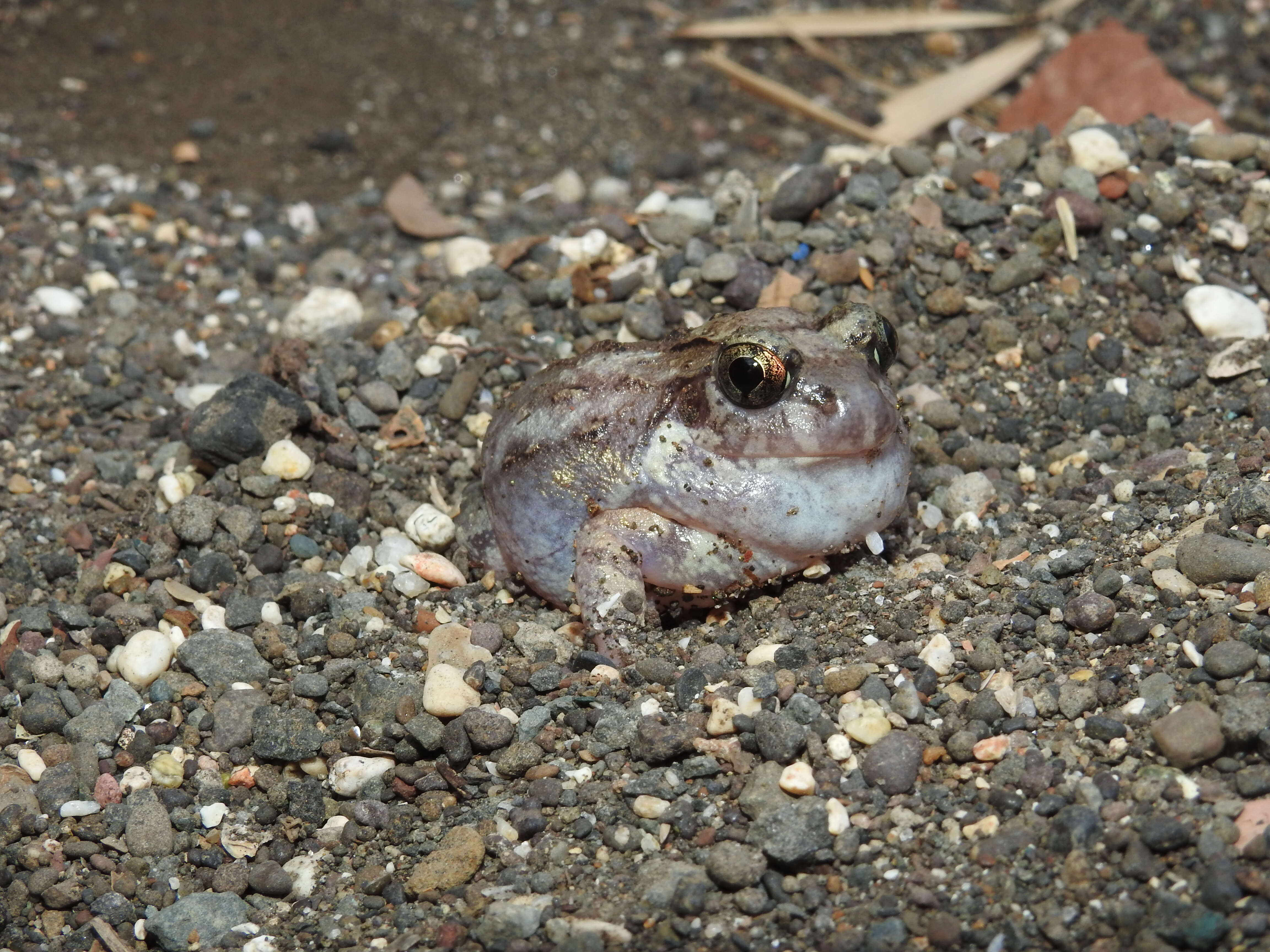 Image of Burrowing frog