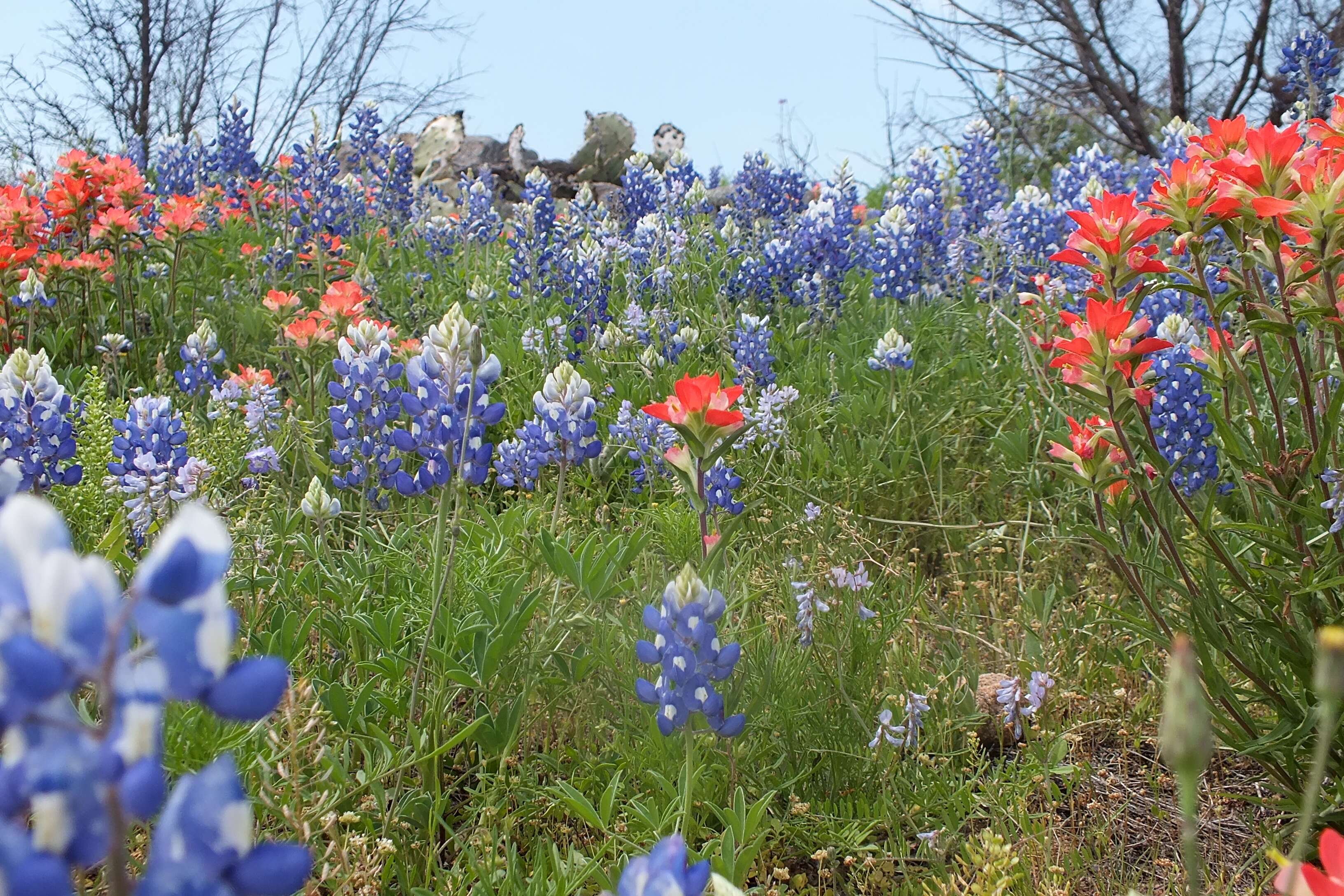 Image of entireleaf Indian paintbrush