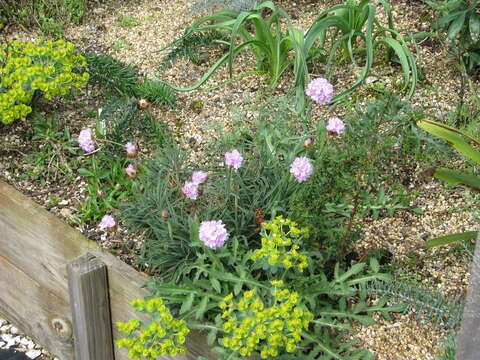 صورة Armeria welwitschii Boiss.