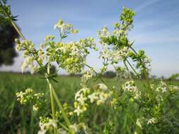 Image of White bedstraw