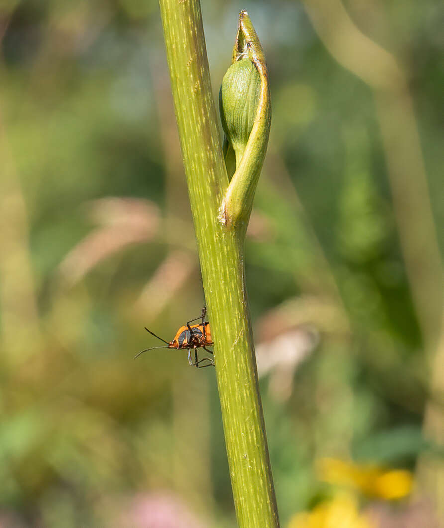 Image of seed bugs