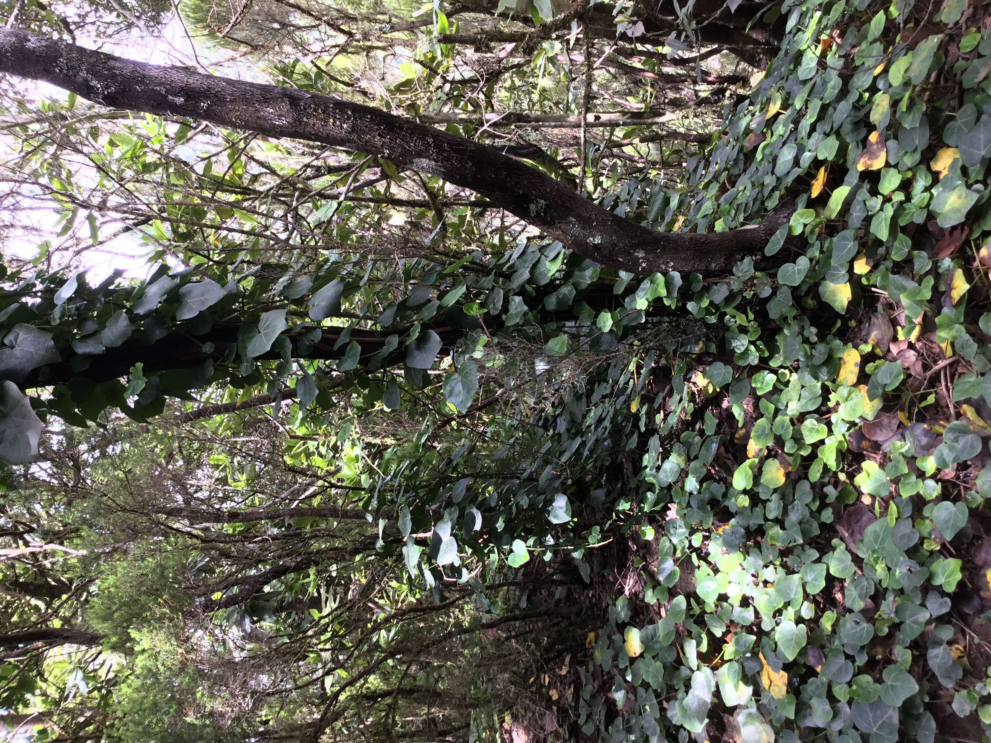 Image of Algerian ivy