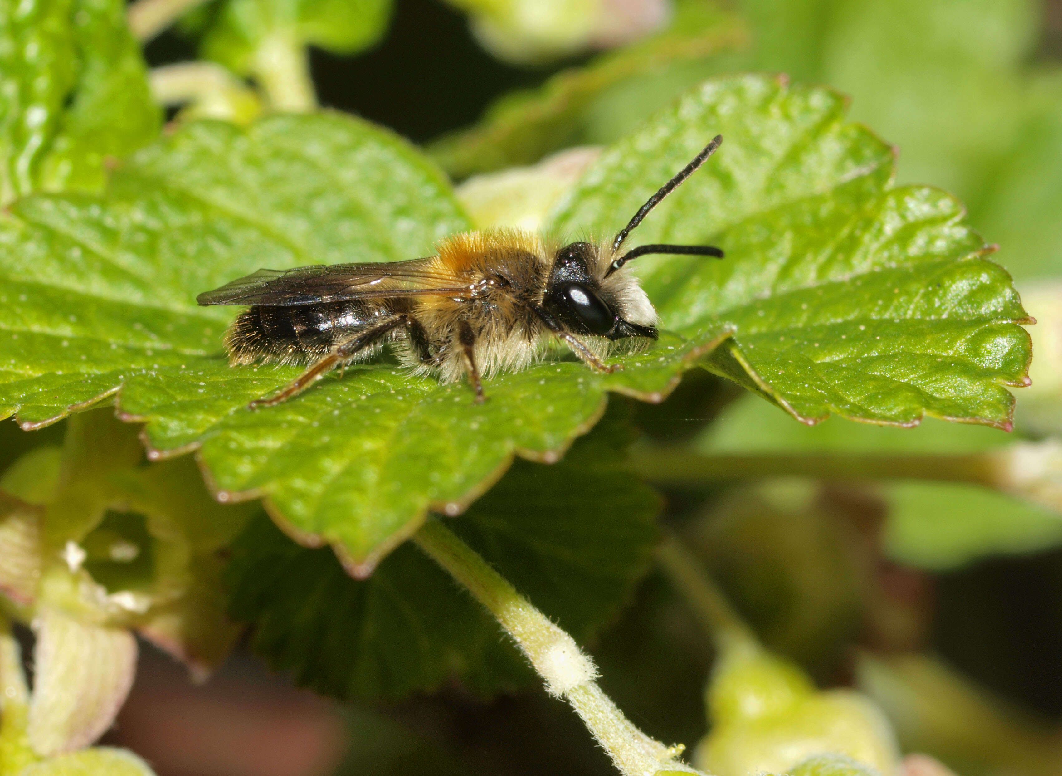 Image of Andrena helvola (Linnaeus 1758)