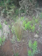 Image of Juncus australis J. D. Hook.