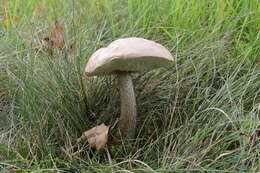 Image of Leccinum scabrum (Bull.) Gray 1821