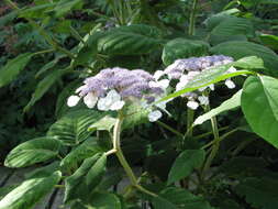 Image of Hydrangea aspera Buch.-Ham. ex D. Don